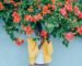 woman standing under orange petaled flower with green leaf plant